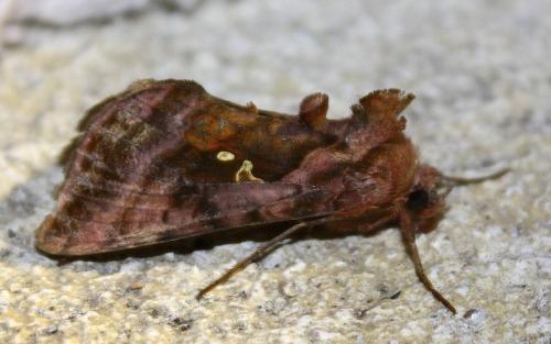 Autographa jota